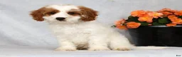 Cavapoo dogs for sale: Easton - Ad 7