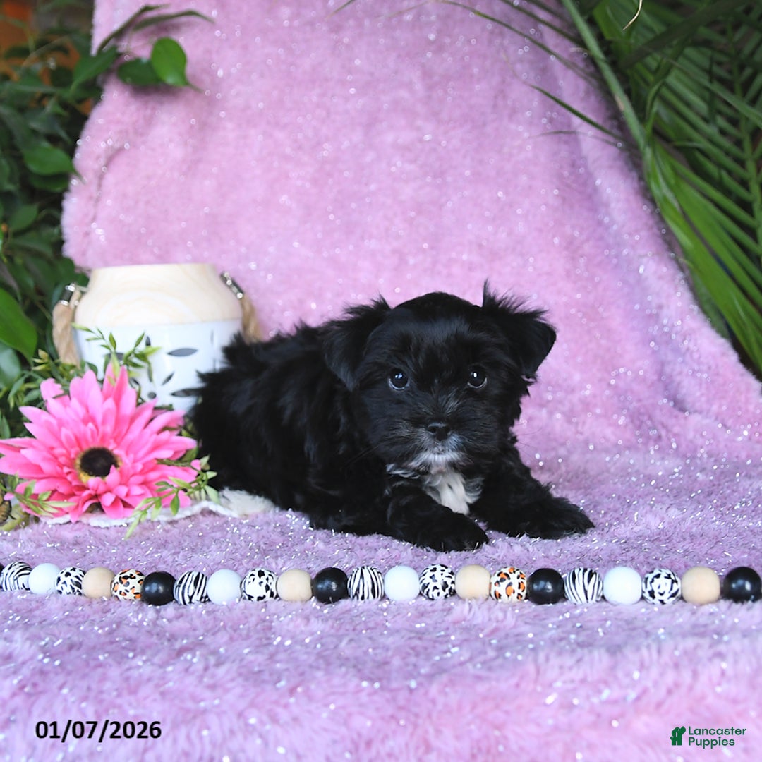 Yorkshire Terrier dogs for sale: Nolea - Ad 4