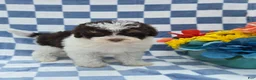 Yorkiepoo dogs for sale: Klarity  - Ad 2