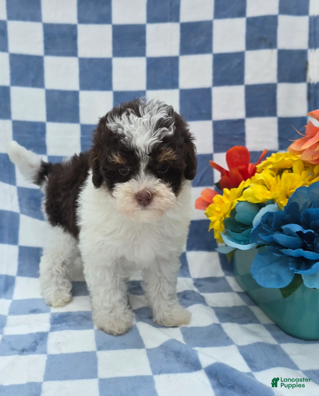 Yorkiepoo dogs for sale: Klarity  - Ad 2