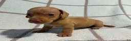 Miniature Dachshund dogs for sale: AKC Willie Delivery available  - Ad 3