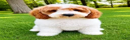 Mini Goldendoodle dogs for sale: Tucker Mini Goldendoodle F1B - Ad 4