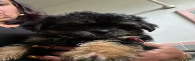 Negri