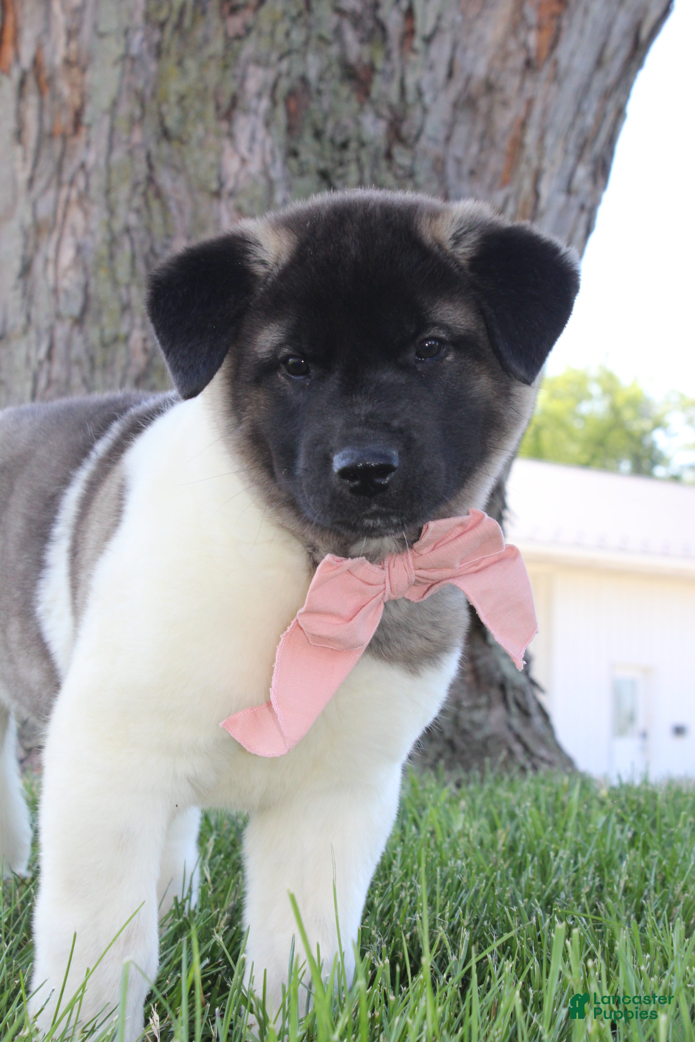 Akita dogs AKC Luna - Ad 1