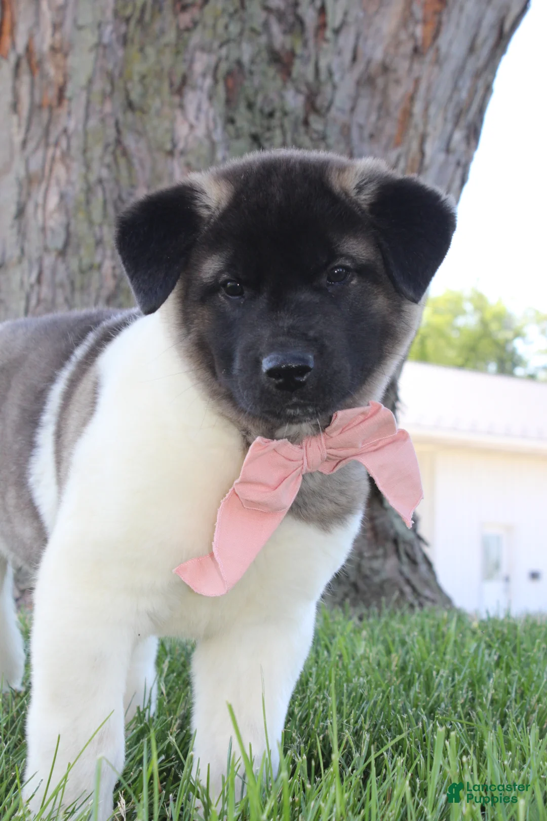 Akita dogs for sale: AKC Luna - Ad 1