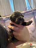 Cane Corso dogs Boy 2 - Ad 20