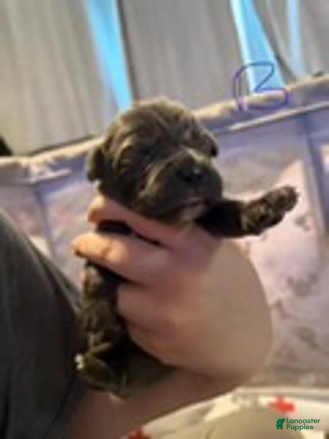 Cane Corso dogs for sale: Boy 2 - Ad 1