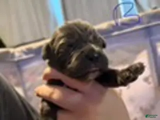 Cane Corso dogs Boy 2 - Ad 20