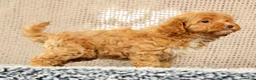 Havapoo dogs for sale: Hazel - Ad 7