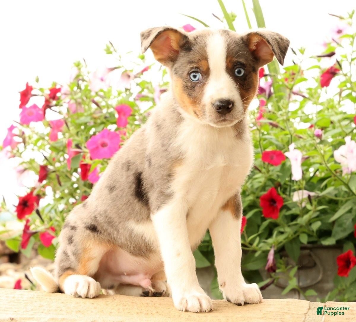 Miniature Australian Shepherd dogs Bingo - Ad 1