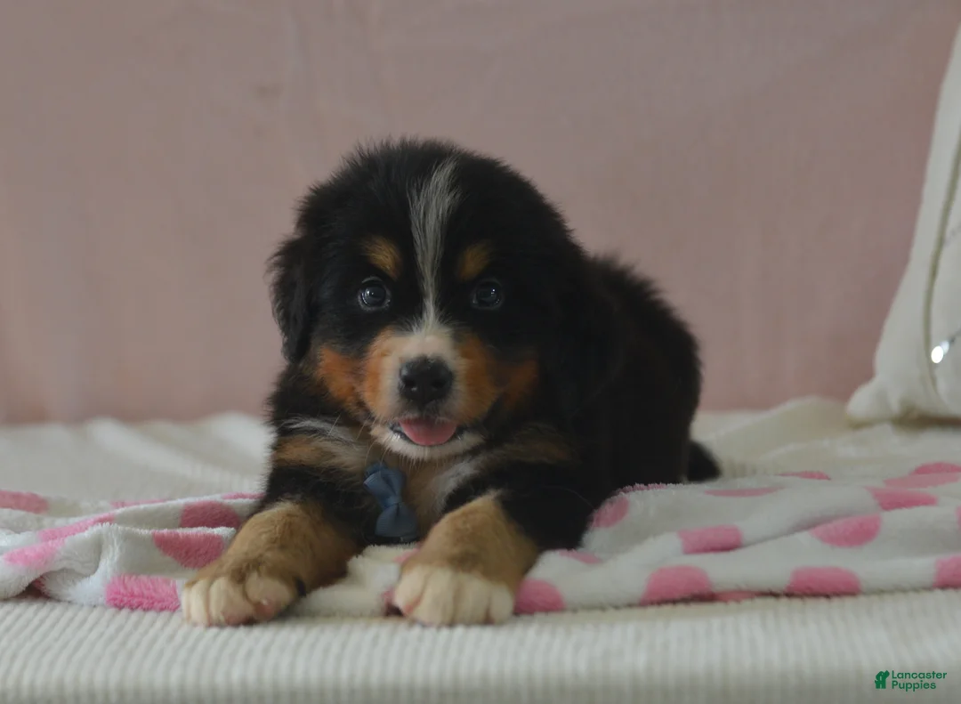 Bernese Mountain Dog dogs for sale: Eli - Ad 2