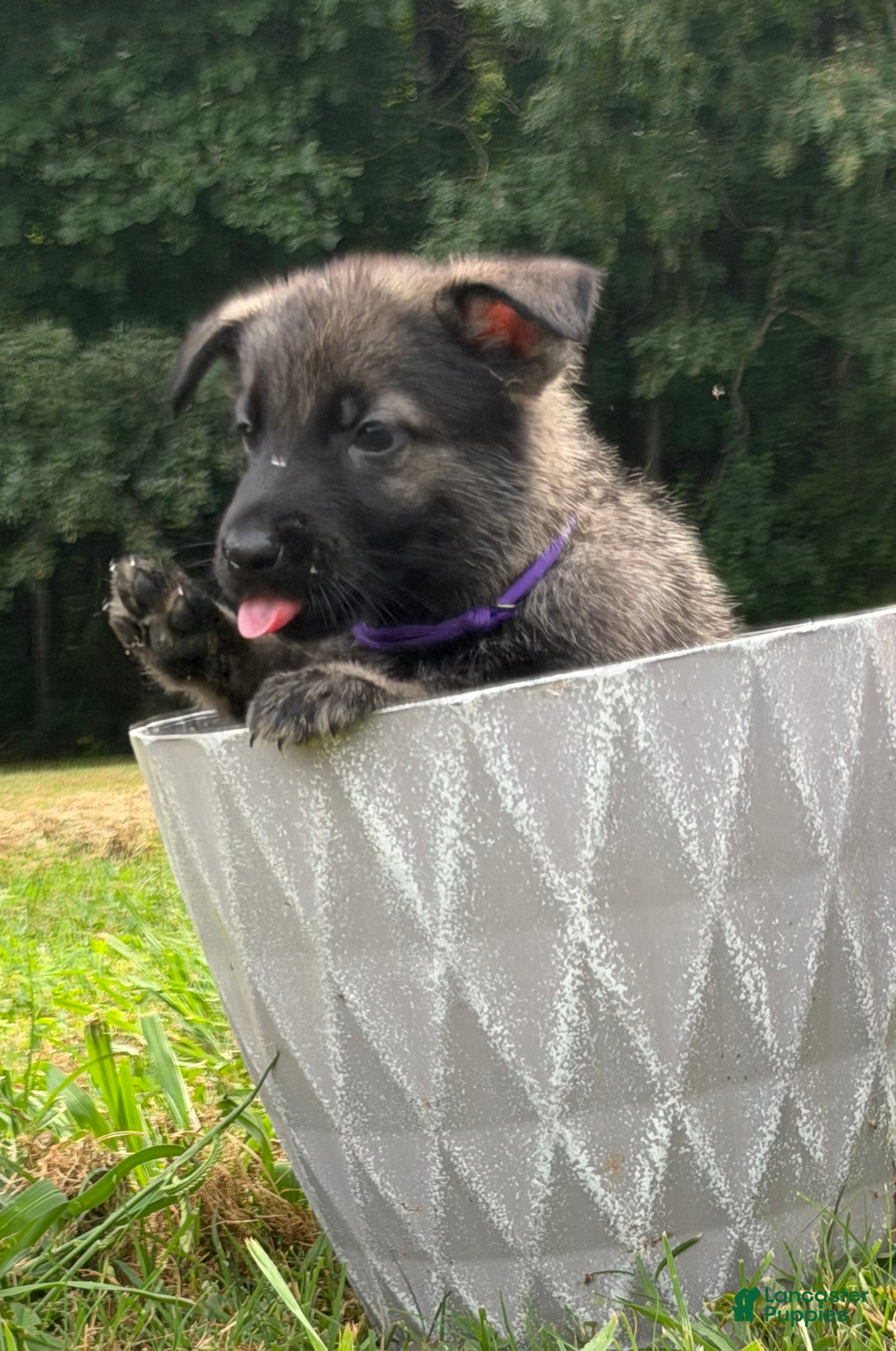 German Shepherd dogs German Shepherd Purple Collar - Ad 1