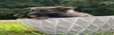 German Shepherd Purple Collar