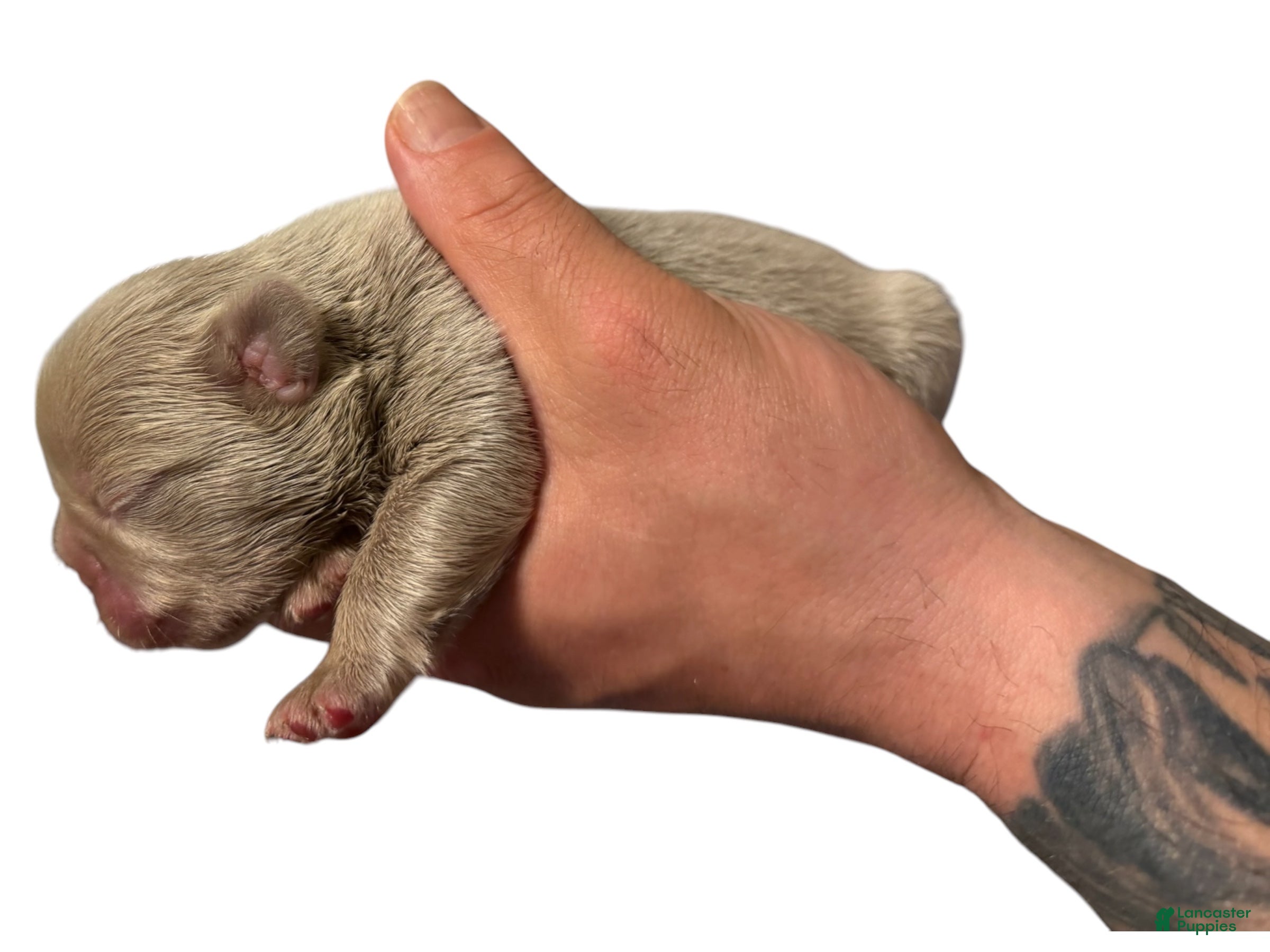 French Bulldog dogs Espresso - Ad 1