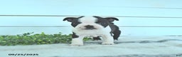 Boston Terrier dogs for sale: Navy - Ad 11