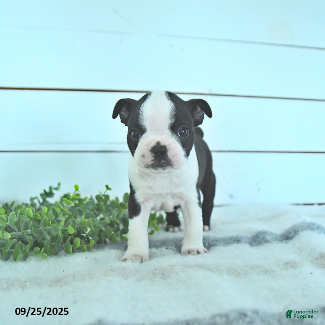 Boston Terrier dogs for sale: Navy - Ad 11
