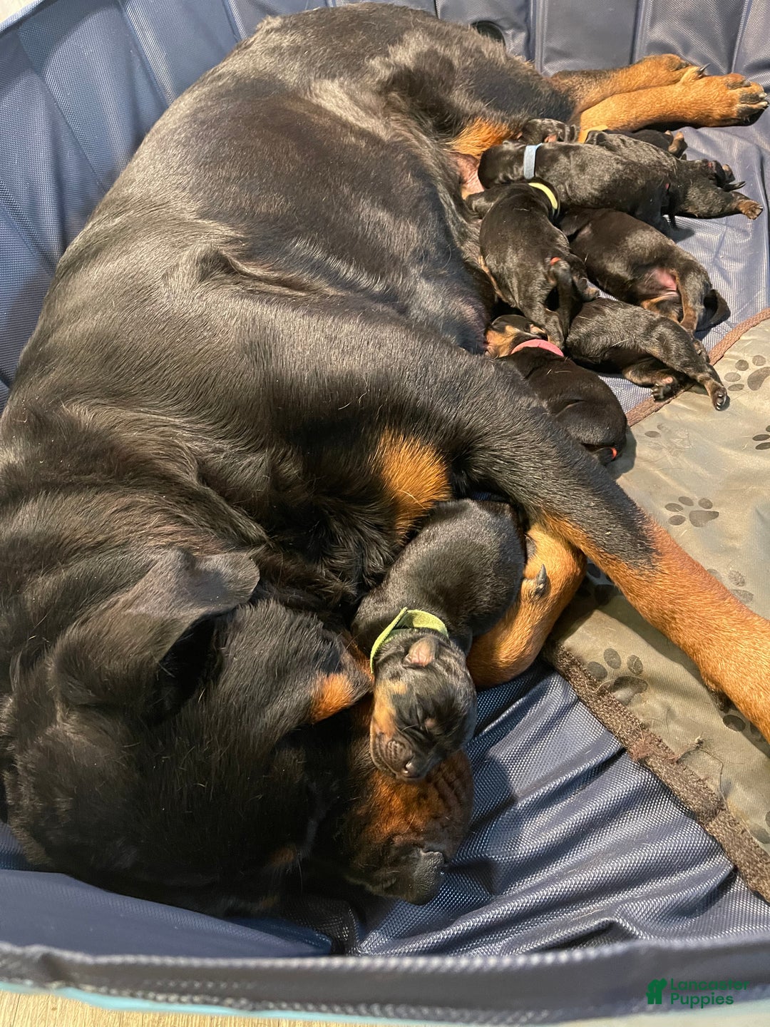 Rottweiler dogs for sale: 5th Pick Female - Ad 5
