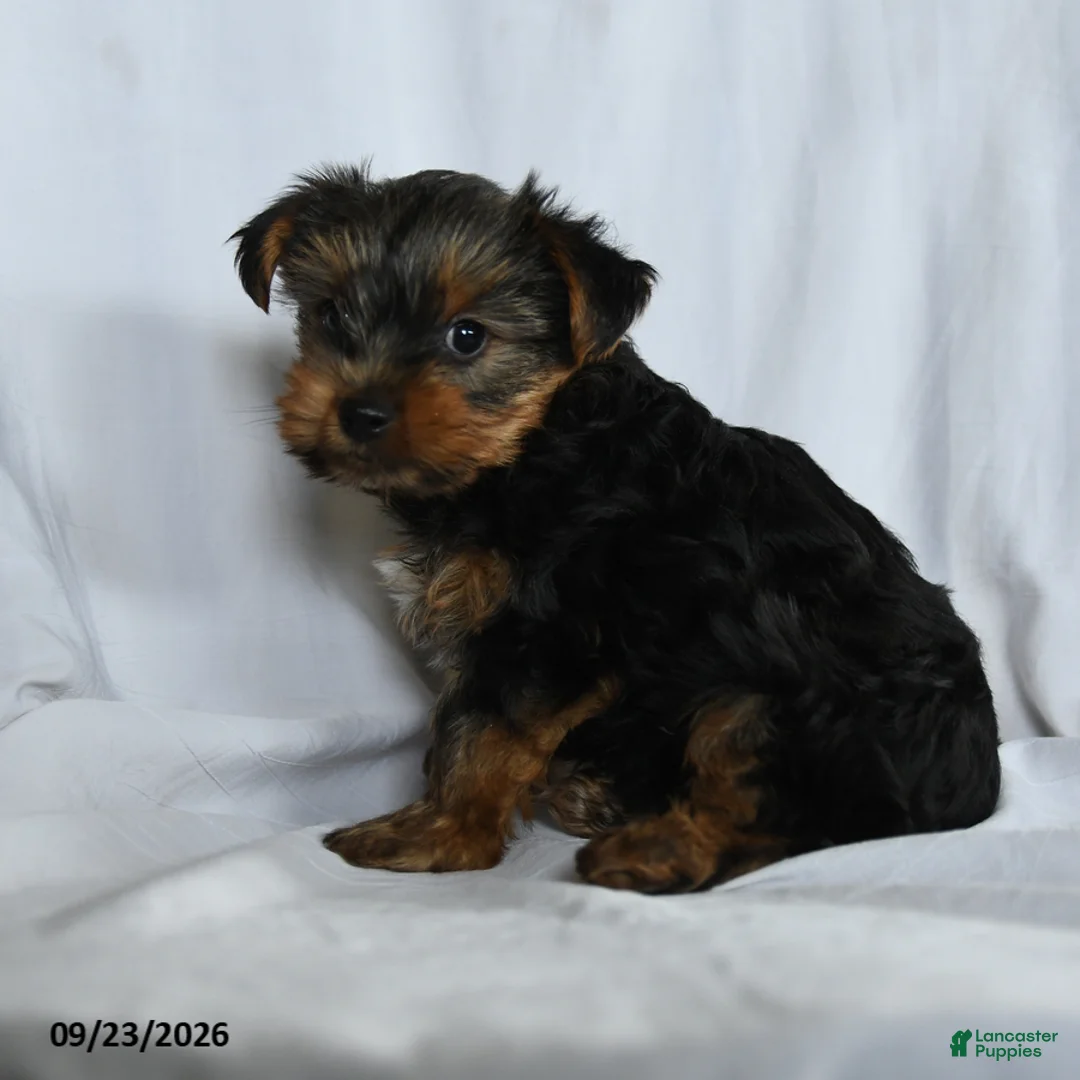 Yorkshire Terrier dogs for sale: Obadiah - Ad 2