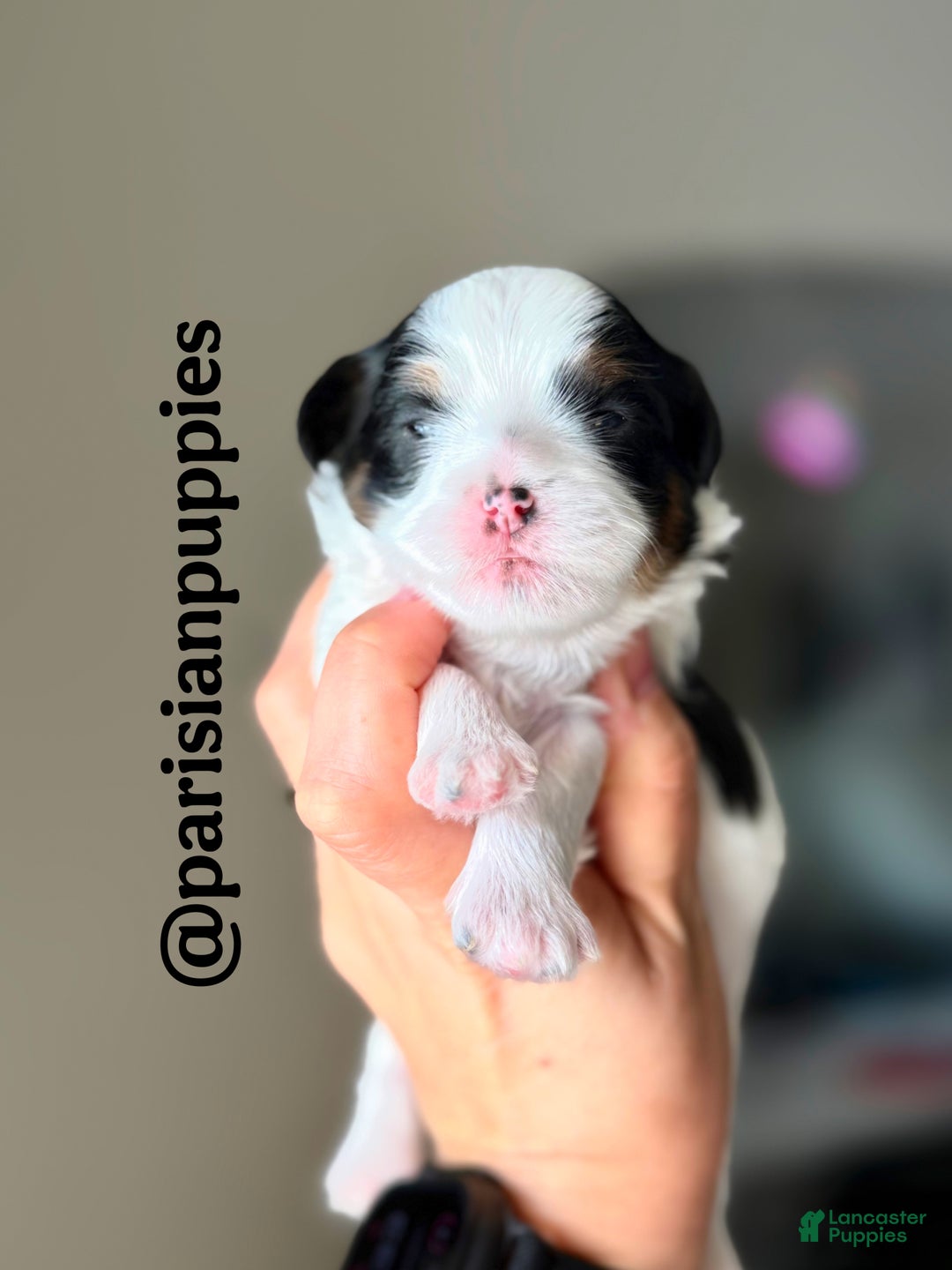 Shihpoo dogs for sale: Ridge - Ad 2