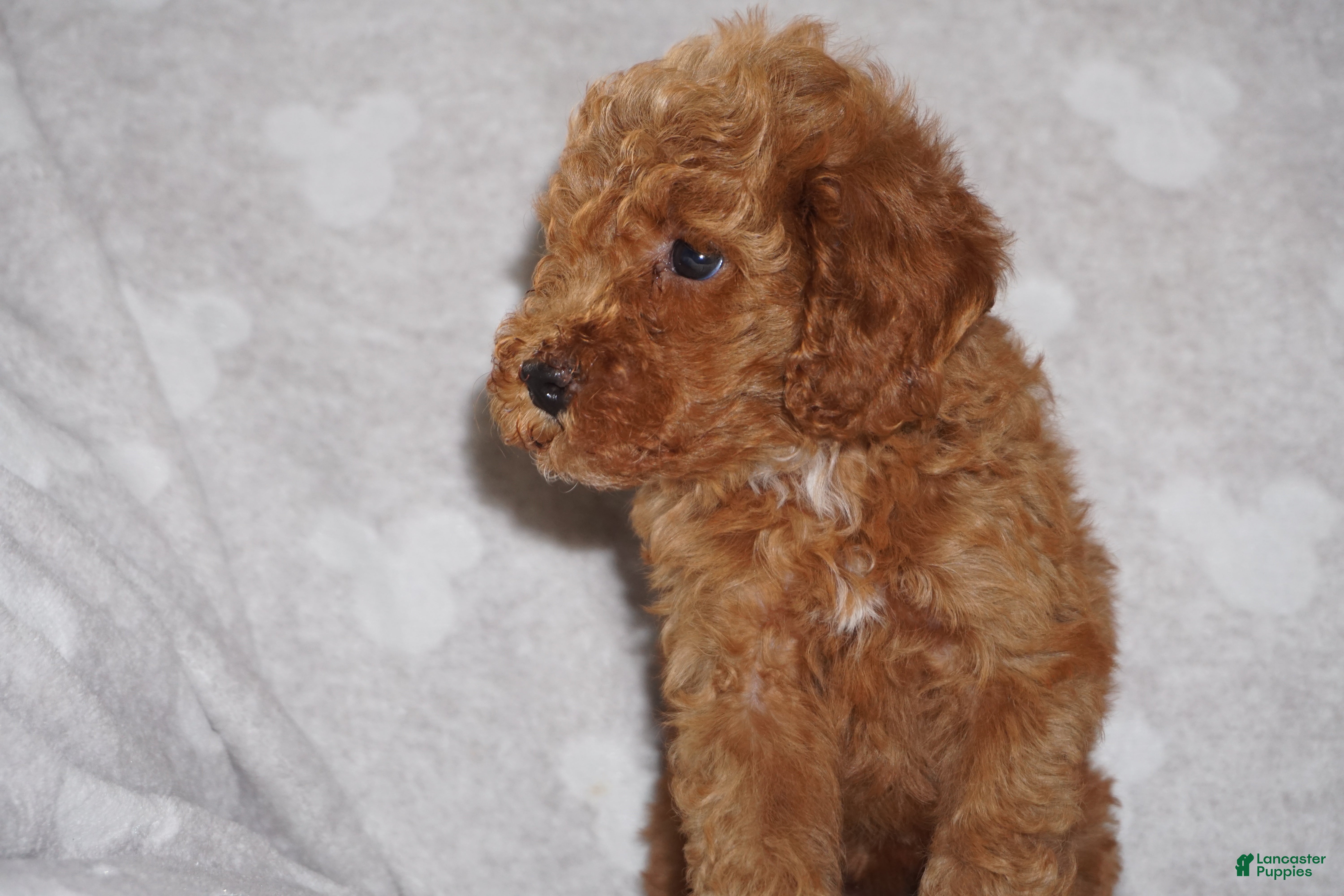 Miniature Poodle dogs GINA - Ad 2