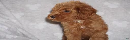 Miniature Poodle dogs for sale: GINA - Ad 2