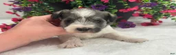 Miniature Schnauzer dogs for sale: Josie Female 3 - Ad 3