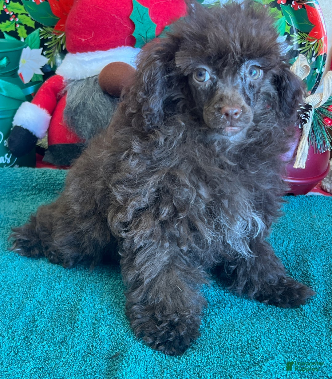 Toy Poodle dogs for sale: Lady - Ad 3