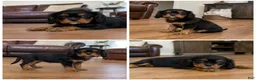 Cavalier King Charles Spaniel dogs for sale: Kiwi - Ad 1