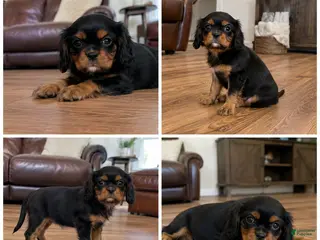 Cavalier King Charles Spaniel dogs Kiwi - Ad 24