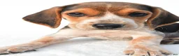 Beagle dogs for sale: Allen - Ad 6