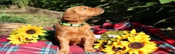 Mixed Breed dogs for sale: Lily - Irish Goldendoodle - Ad 17
