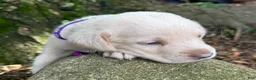 Labrador Retriever dogs for sale: Labrador Retriever 1 - Ad 9
