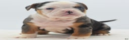 Mixed Breed dogs for sale: Duece mini bulldog  - Ad 18