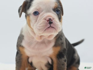 Mixed Breed dogs Rosie Merle koi pattern - Ad 30