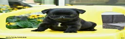 Pug dogs for sale: Sparky - Ad 2