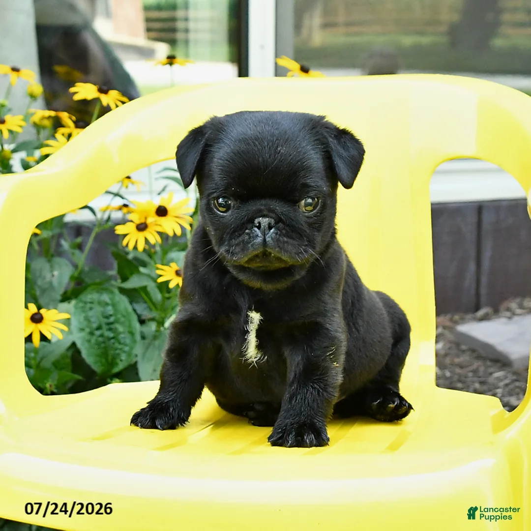 Pug dogs for sale: Sparky - Ad 2