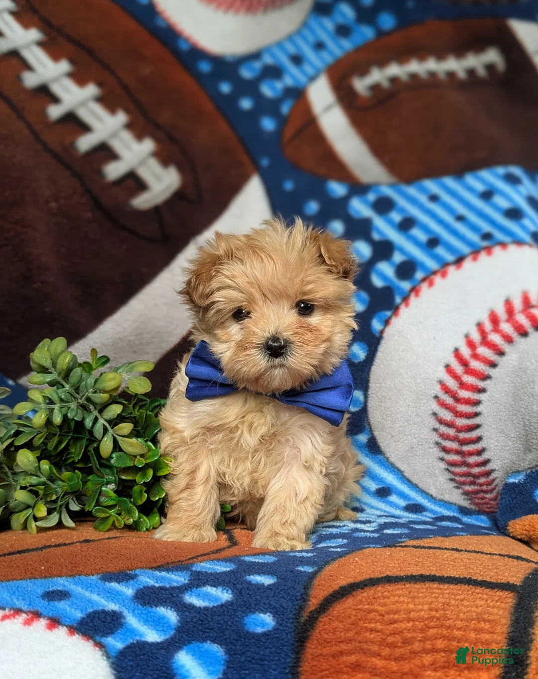 Maltipoo dogs for sale: Gilbert 7 lbs Full Grown - Ad 2