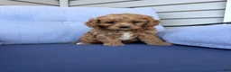 Cavapoo dogs for sale: Remi - Ad 2