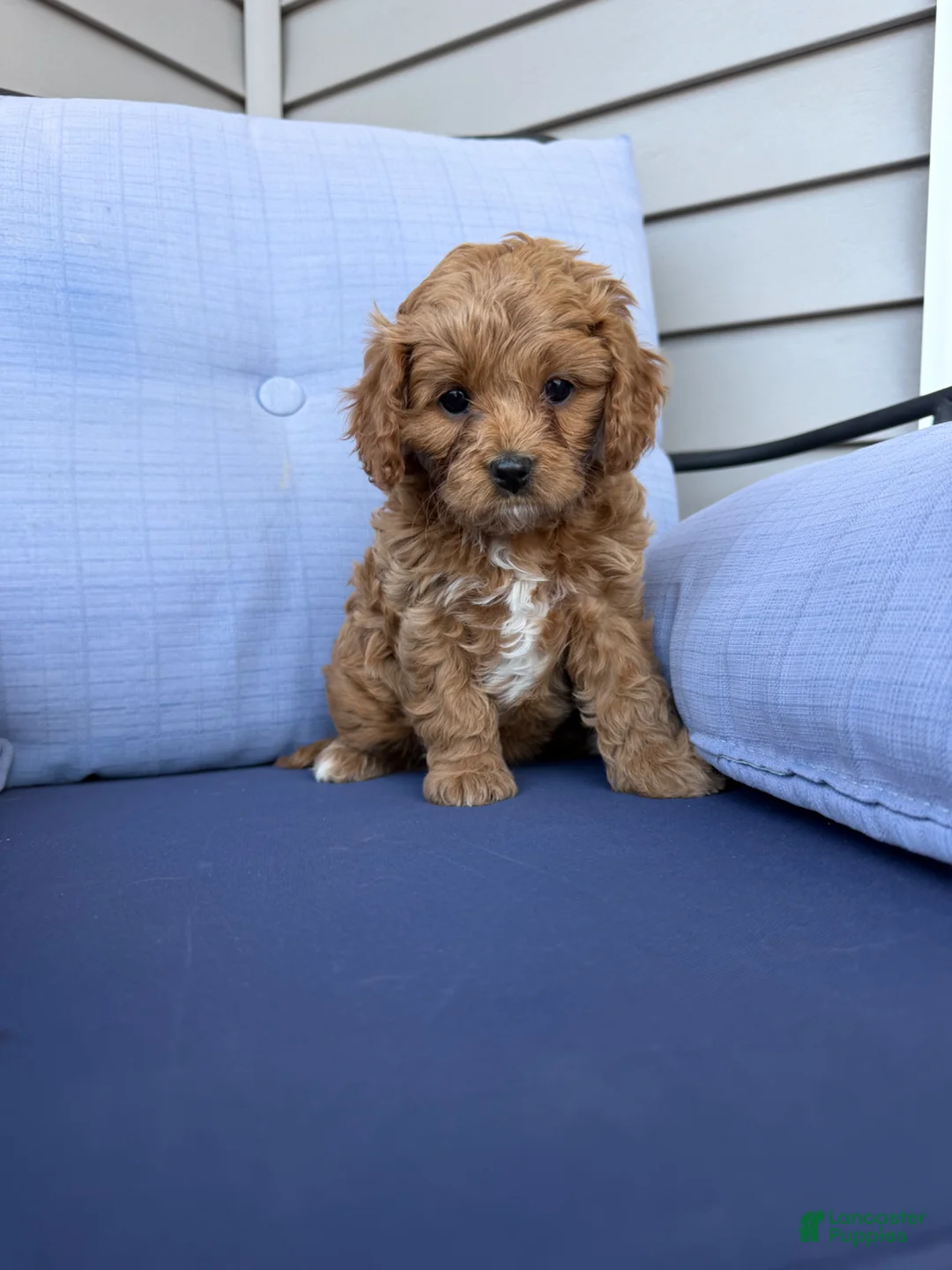 Cavapoo dogs for sale: Remi - Ad 2