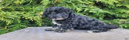 Mini Bernedoodle dogs for sale: Mia - Ad 11