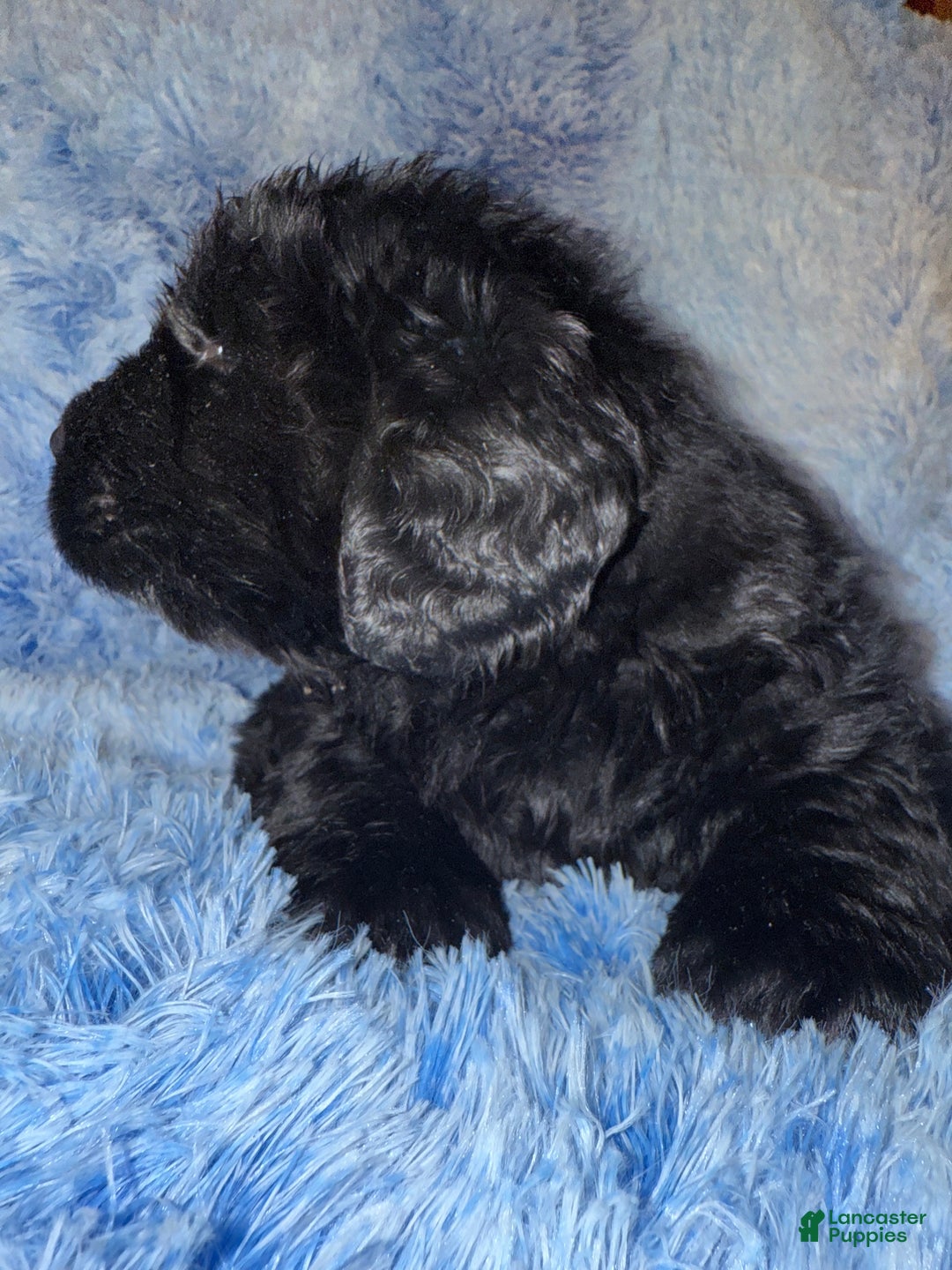 Newfoundland dogs for sale: Black male - Ad 4