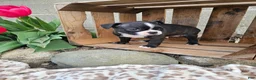 Boston Terrier dogs for sale: Nova - Ad 9