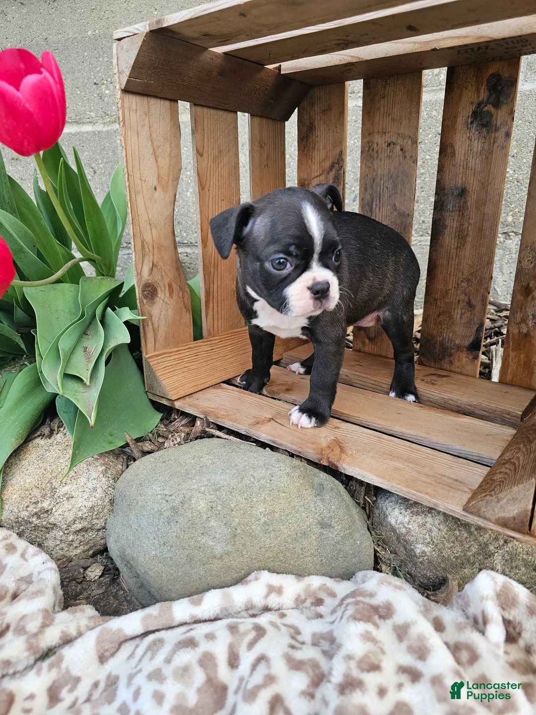 Boston Terrier dogs for sale: Nova - Ad 9
