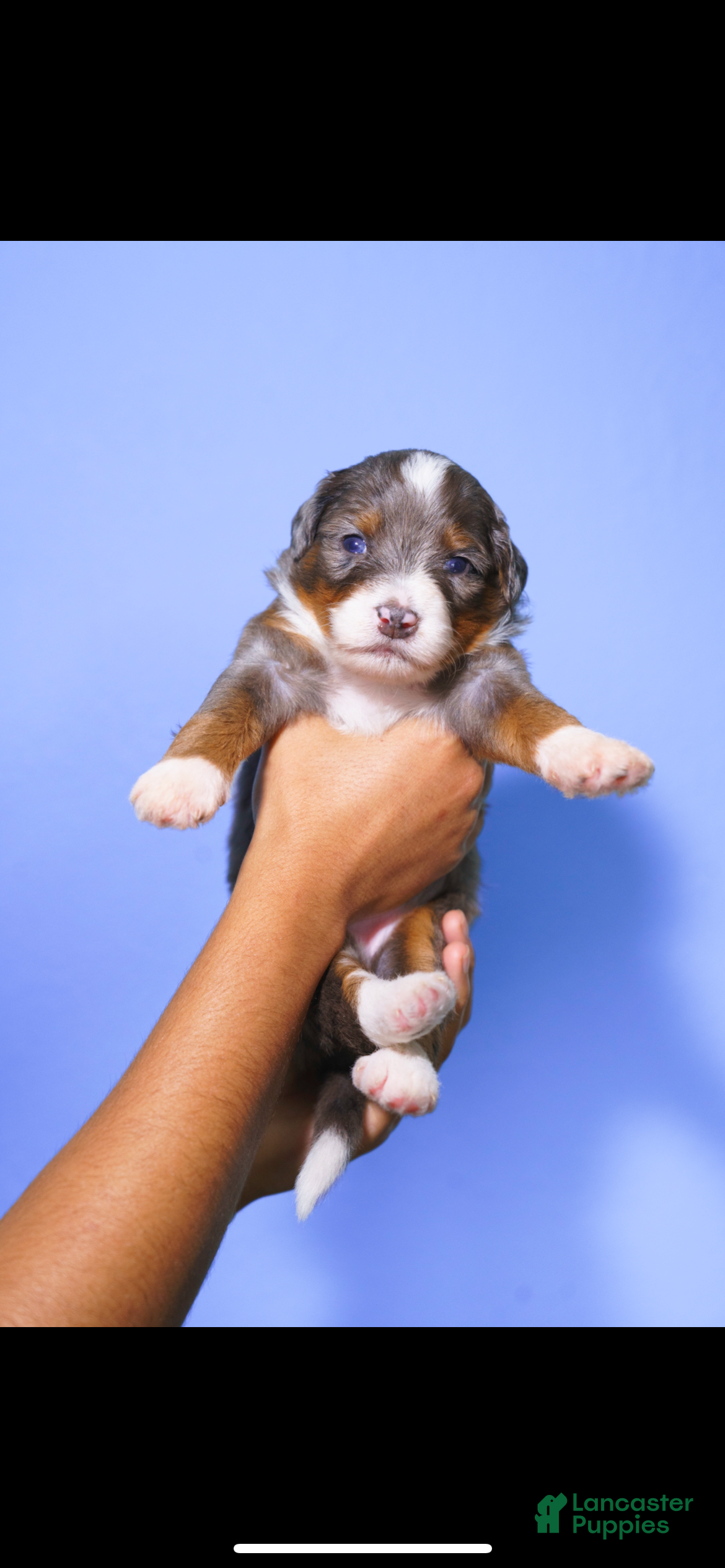 Mini Bernedoodle dogs Peppermint - Ad 1