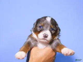 Mini Bernedoodle dogs Peppermint - Ad 11
