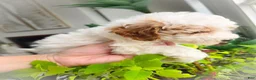 Toy Poodle dogs for sale: Nemo - Ad 12