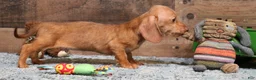 Miniature Dachshund dogs for sale: Bentley red wirehair male - Ad 2