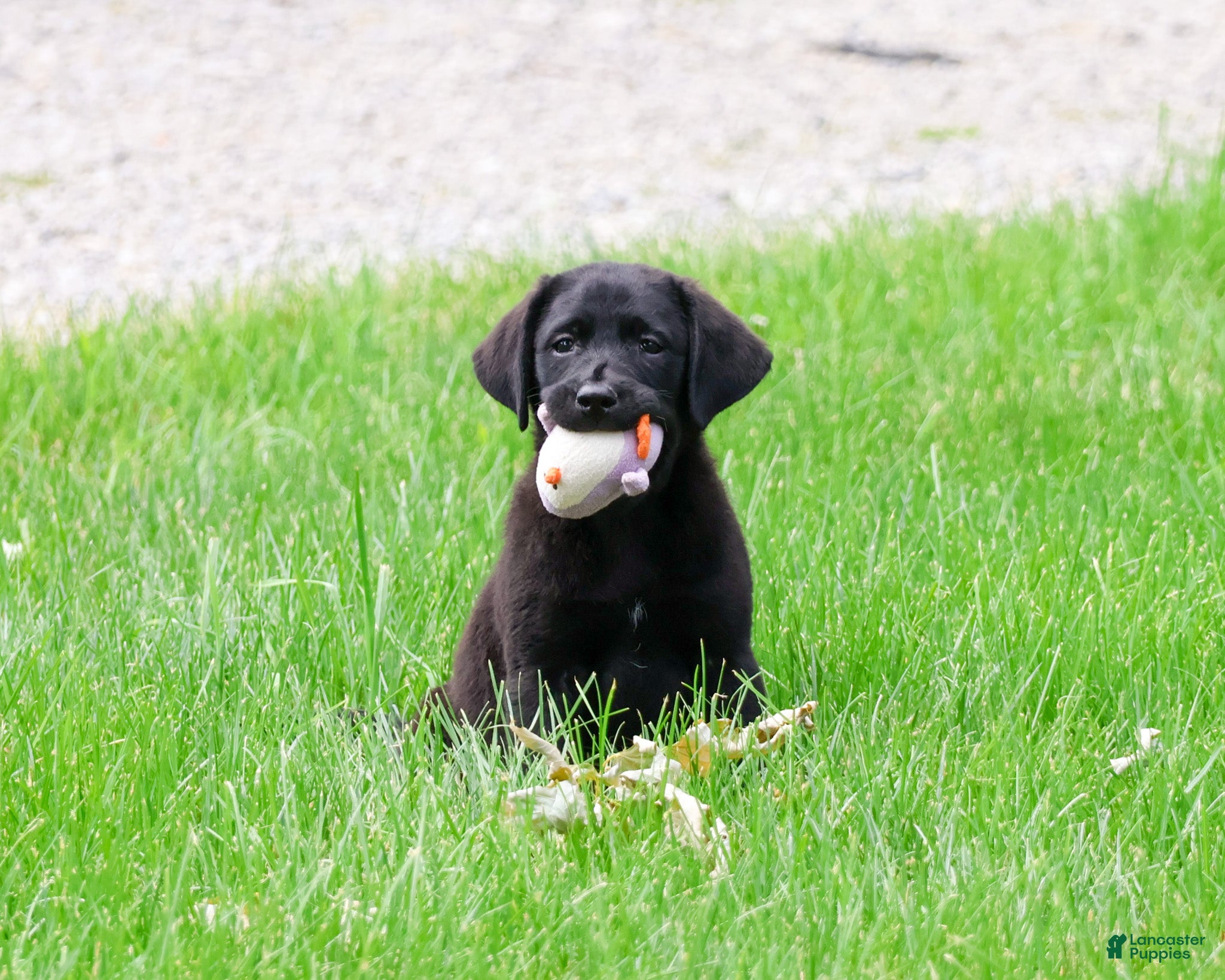 Labrador Retriever dogs Iridessa  - Ad 37
