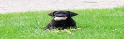 Labrador Retriever dogs for sale: Iridessa  - Ad 1