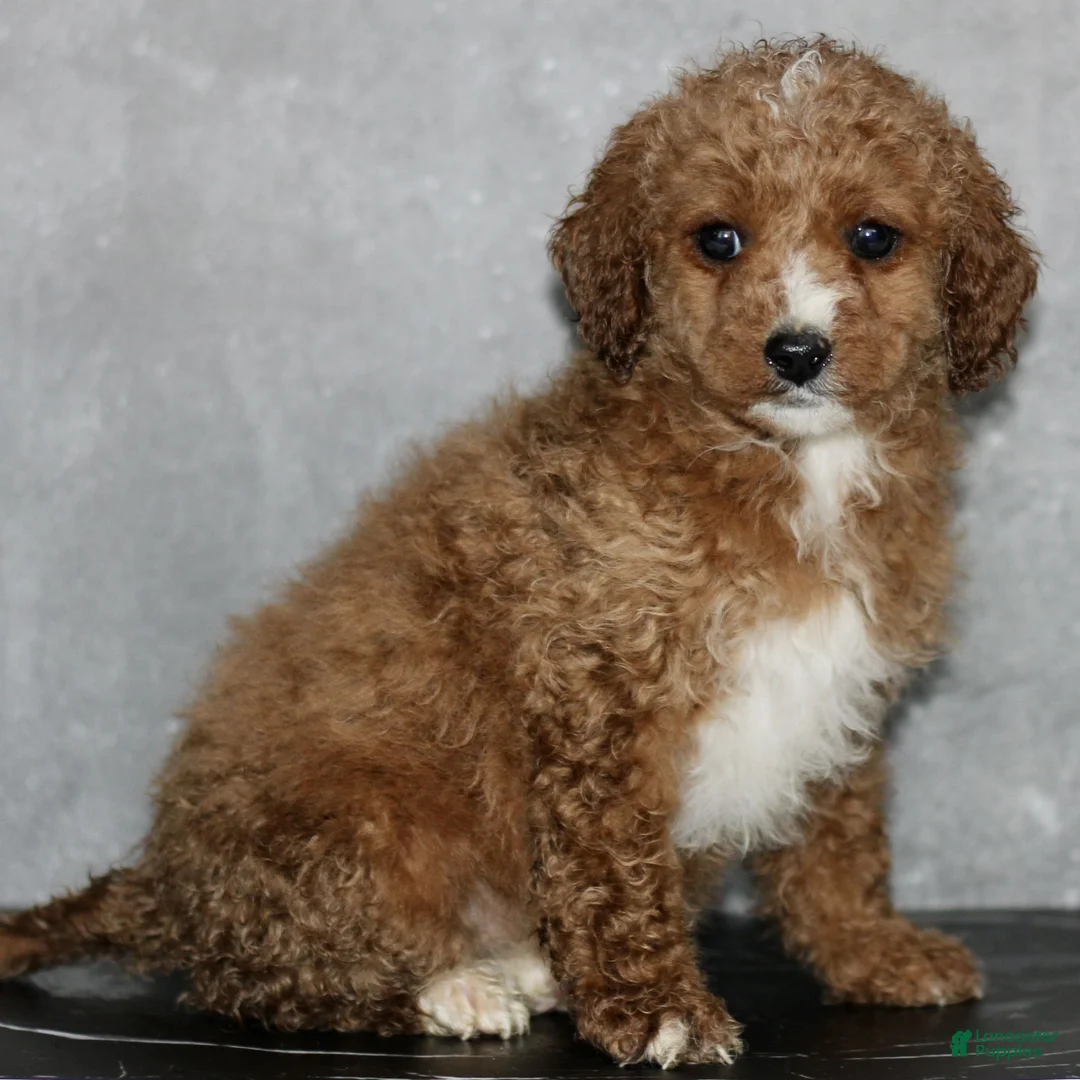 Miniature Poodle dogs for sale: Kendra  - Ad 2